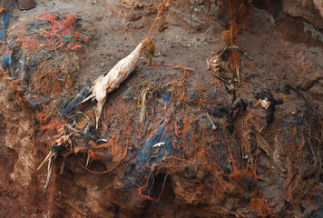 Friedhof der Seev&ouml;gel