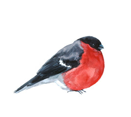 Watercolor bullfinch on a white background. Illustration with winter bird. Winter image