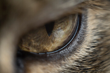 macro eye cat clear 2021