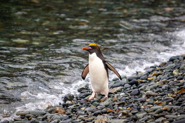 A macaroni penguin stands on a stone beach near the water with its wings spread in South Georgia