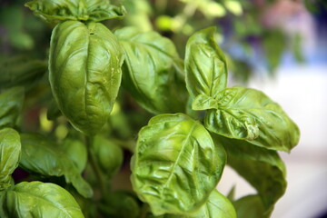 Close up of green basil leaves