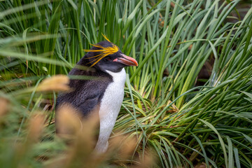 Macaroni penguin close-up in tall green grass in South Georgia