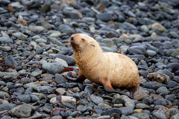 A young albino fur seal on a stone beach in South Georgia.
