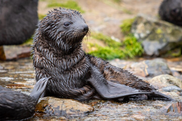 A young fur seal lies in a creek in South Georgia. Close-up.