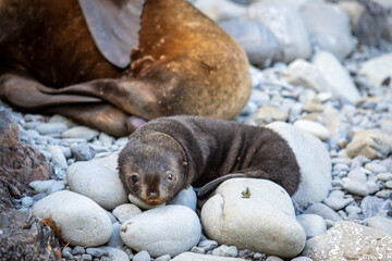 A young fur seal lies on the rocks in South Georgia