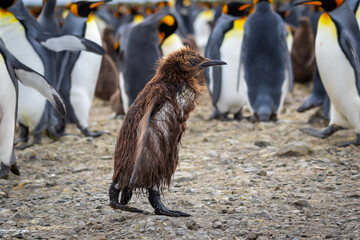 A wet young king penguin chick with brown feathers walks among the adult king penguins in South Georgia. © Anton
