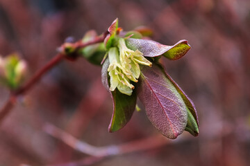 Macro of haskap blossoms against a mauve background