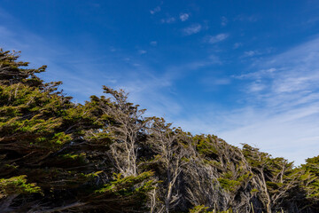 Obraz na płótnie Canvas Trees bent from the wind against a blue sky in the Falkland Islands