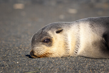 Close-up little fur seal resting on a stone beach in south georgia