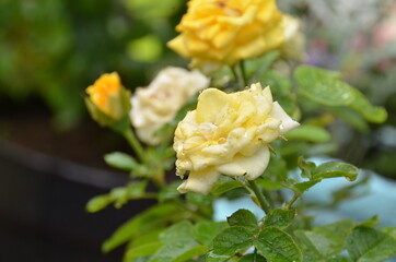 yellow roses and beautifull