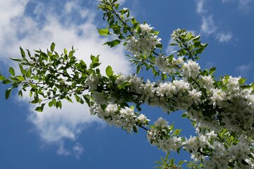 blossoming apple tree in spring with a blue sky and white clouds