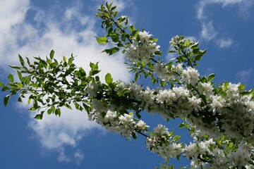 tree blossom with a blue sky and white clouds