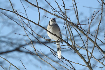 Blue jay perched in a tree in Cecil County, Elkton, Maryland.