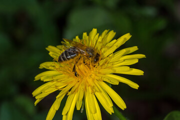 Westliche Honigbiene, Apis mellifera, DE, NRW, Leverkusen-Opladen 2020/04/25 15:23:23