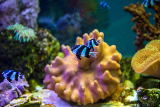 Dascyllus melanurus fish in natural habitat