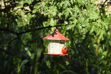 A bald cardinal, going through the molting process, perched on a bird feeder in Cecil County, Elkton, Maryland.
