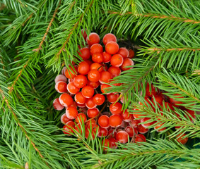 frozen mountain ash and spruce branches