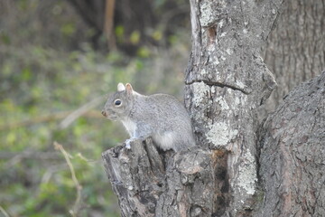 Eastern gray squirrel enjoying a day in Cecil County, Elkton, Maryland.