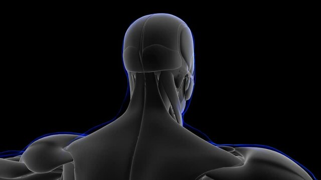 Orbicularis Oris Muscle Anatomy For Medical Concept 3D