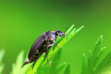 Coleoptera flower fleas crawling on weeds