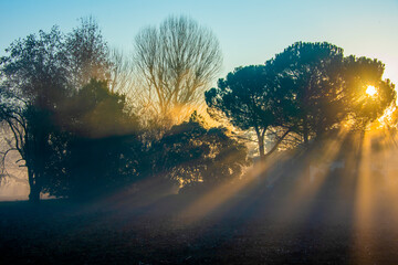 sun fog and trees one © Alvise
