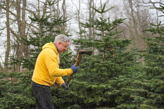 Ein Mann f&auml;llt einen Weihnachtsbaum