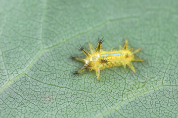 The larvae of moths are covered with bristles and look terrible