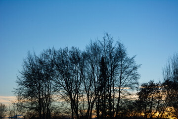 Tree in sunset with clear winter sky