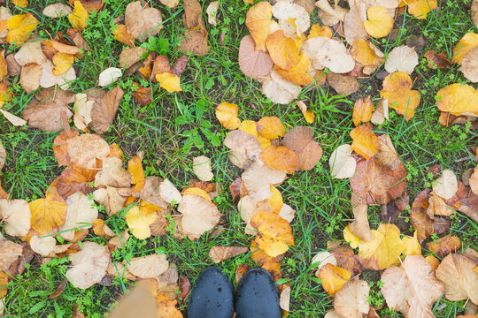 Autumn Fall Colorful Yellow And Brown Leaves On The Grass With Woman Boots And Yellow Rain Jacket