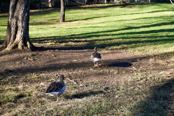 An example for a leader and a follower as one duck goose goes ahead and the other bird is following in a pwak at an autumn day in the sun shine