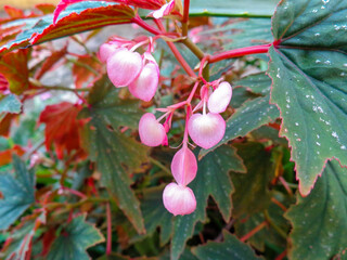 pink colour heart flowers