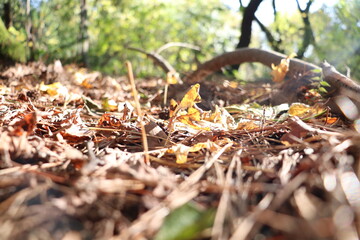 sonbaharda orman yapraklar ağaçlar