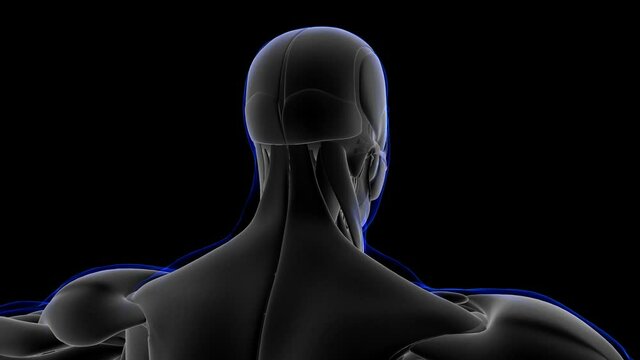 Zygomaticus Major and minor Muscle Anatomy For Medical Concept 3D