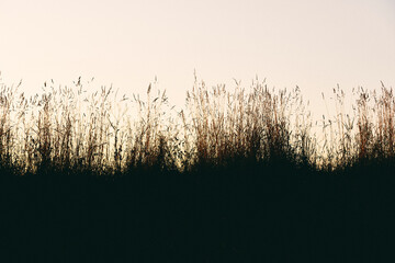 grass in the sunset