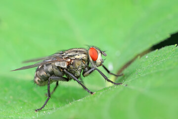 Flies on plants in the nature, North China Plain