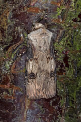 Agrotis puta, Schmalflügelige Erdeule, DE, NRW, Leverkusen-Opladen 2020/05/01 08:47:55