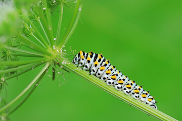 Larvae of the Golden Phoenix butterfly on wild plants, North China
