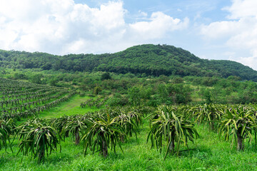 Fototapeta na wymiar kenny dragon fruit tree farm at Thailand country landscape