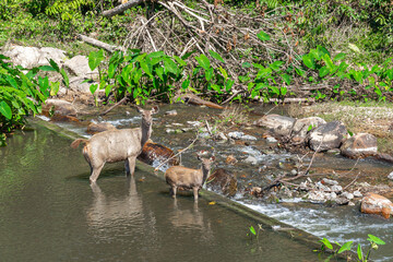 Wild animal a mother deer family with a small child Beside the stream in nature national park forest Thailand