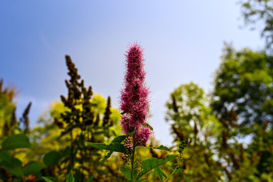 Closeup of a pink colored Spiraea salicifolia blossom. This beautiful wild plant is growing in the forest under a clear blue sky.