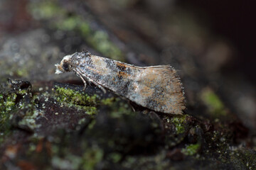 Cochylis nana, DE, NRW, Leverkusen-Opladen 2020/05/01 09:09:56