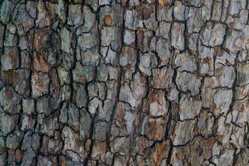 Wooden cracked tree trank as natural background. Detailed botanical layout