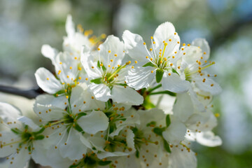 White petals of blooming cherry tree in orchard. Spring flowers in blossoming garden