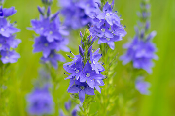 Veronica teucrium flowers on the field in daylight on green background. Bright violet spiked flowering plants.