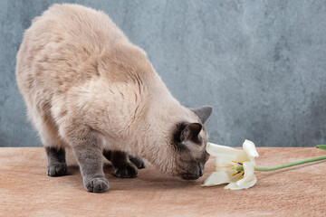 Fat cat plays and sniffs the tulip on the table.