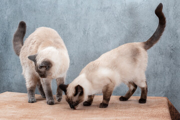 Two young Thai cats on the table on a gray background