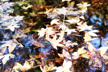 sonbaharda orman yapraklar ağaçlar