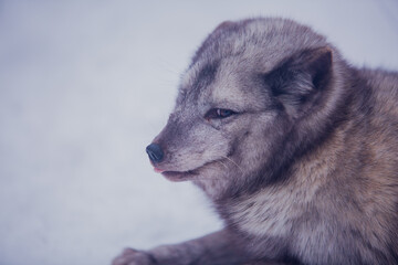 Naklejka premium Arctic fox close-up on a background of snow