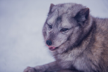 Arctic fox close-up on a background of snow