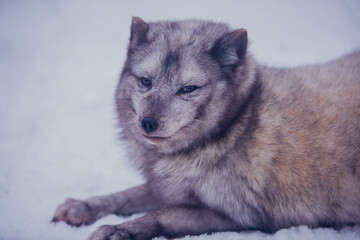 Fototapeta premium Arctic fox close-up on a background of snow